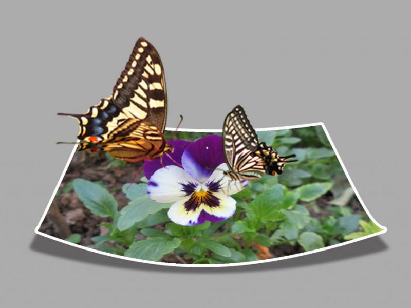 پوستر-سه-بعدی-پروانه-طبیعت