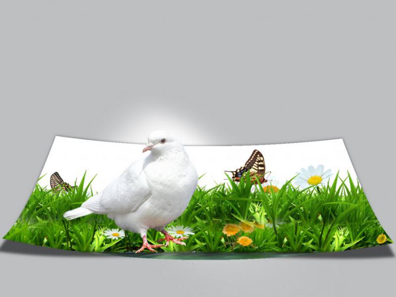 پوستر-سه-بعدی-کبوتر-طبیعت