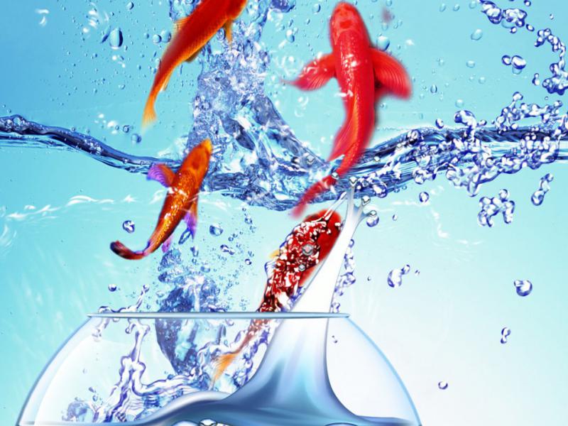 پرواز-ماهی-عیدنوروز