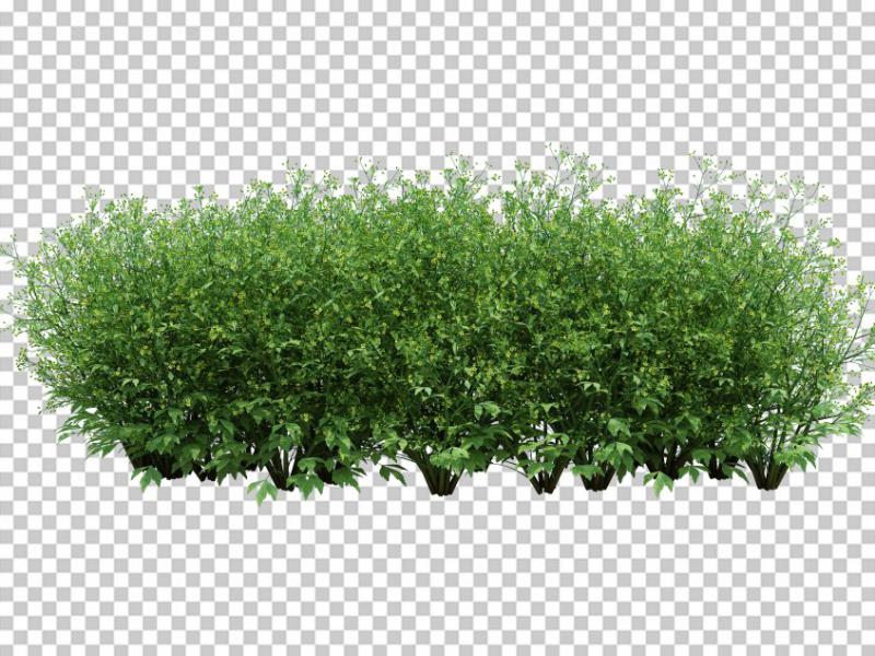 طرح-وکتور-بوته-سبز-روز-درختکاری