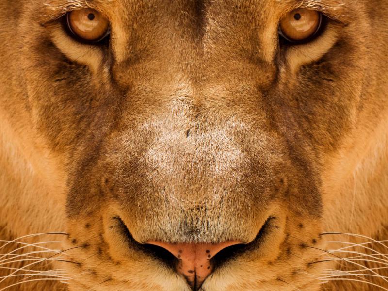 دانلود-عکس-با-کیفیت-شیر