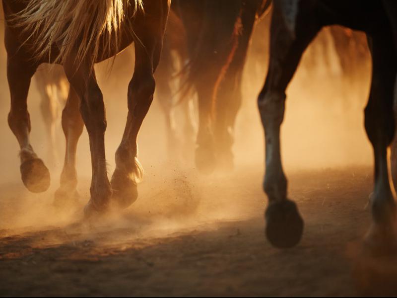 دانلود-عکس-با-کیفیت-اسب