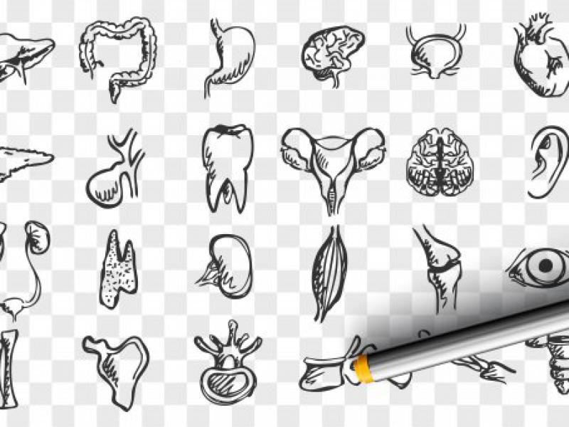 دانلود-طرح-لایه-باز-اعضای-بدن