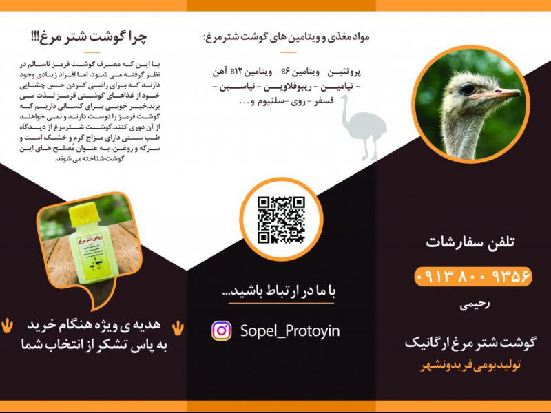 طرح-لایه-باز-بروشور-فروش-شتر-مرغ