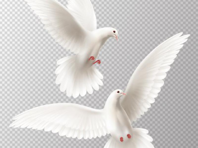دانلود-طرح-لایه-باز-وکتور-پرنده