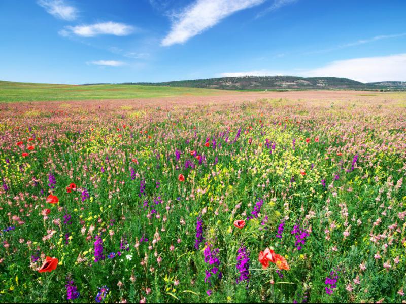 دانلود-عکس-با-کیفیت-دشت-گل