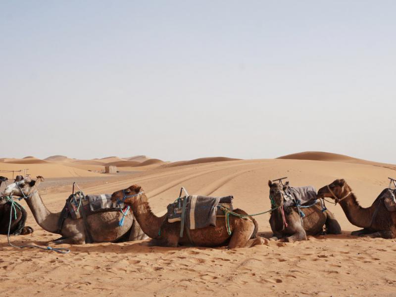 دانلود-عکس-با-کیفیت-کاروان-شترها
