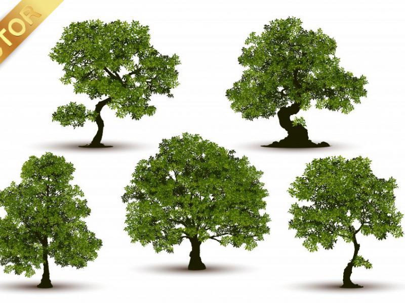 دانلود-طرح-لایه-باز-وکتور-درخت