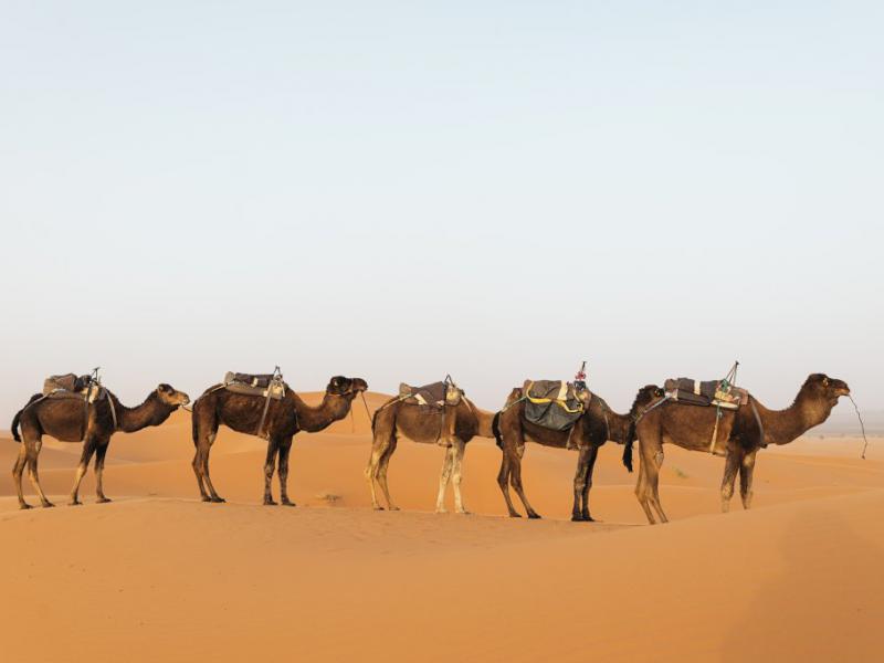 دانلود-عکس-با-کیفیت-کاروان-شتران