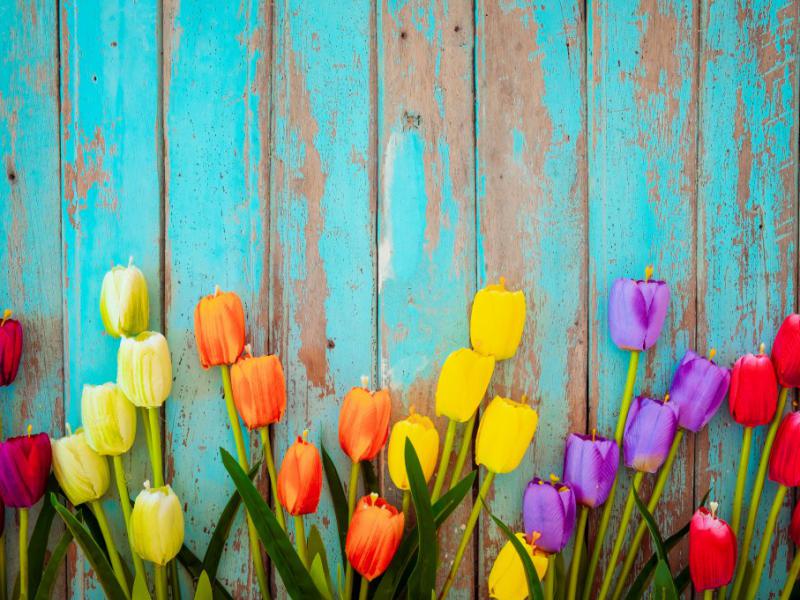 دانلود-عکس-با-کیفیت-پس-زمینه-چوبی-گل-های-لاله
