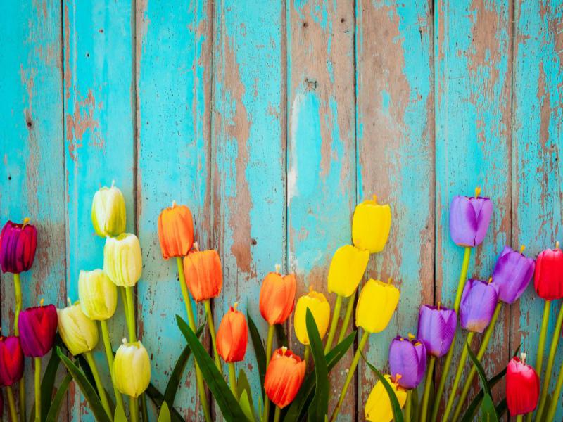 دانلود-عکس-با-کیفیت-پس-زمینه-چوبی-گل-های-لاله
