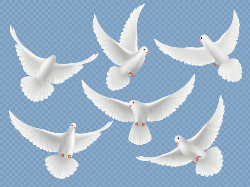 دانلود-طرح-لایه-باز-وکتور-زیبای-پرنده