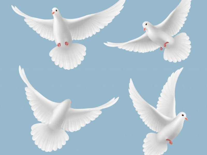دانلود-طرح-لایه-باز-وکتور-زیبای-پرنده