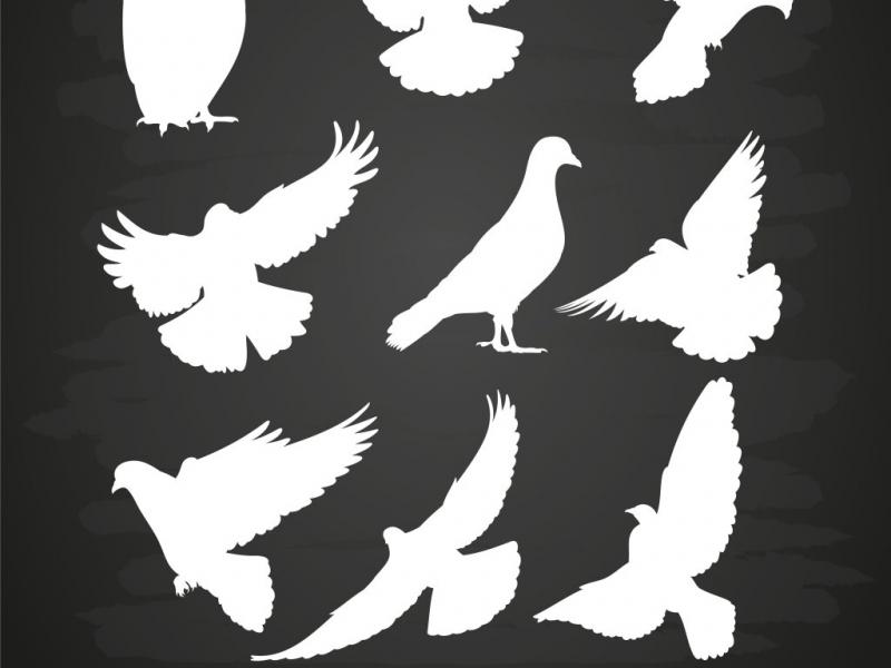 دانلود-طرح-لایه-باز-وکتور-زیبای-پرنده