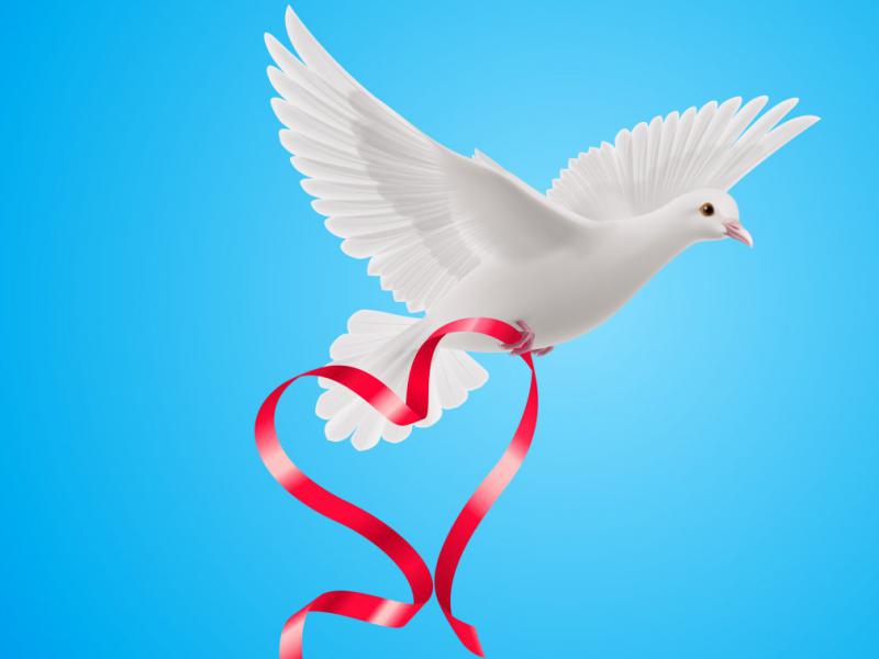 دانلود-طرح-لایه-باز-وکتور-زیبای-پرنده