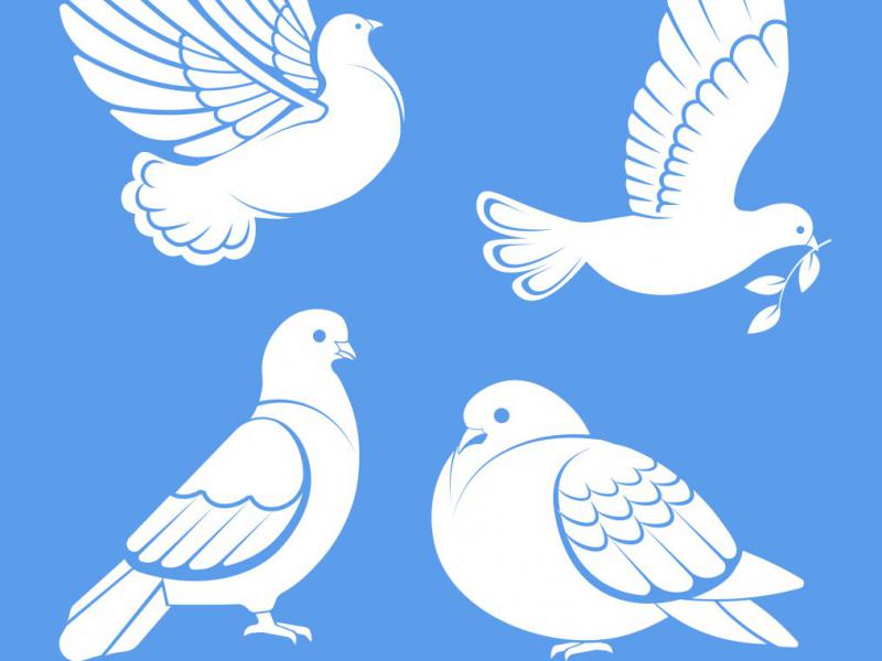 دانلود-طرح-لایه-باز-وکتور-زیبای-پرنده