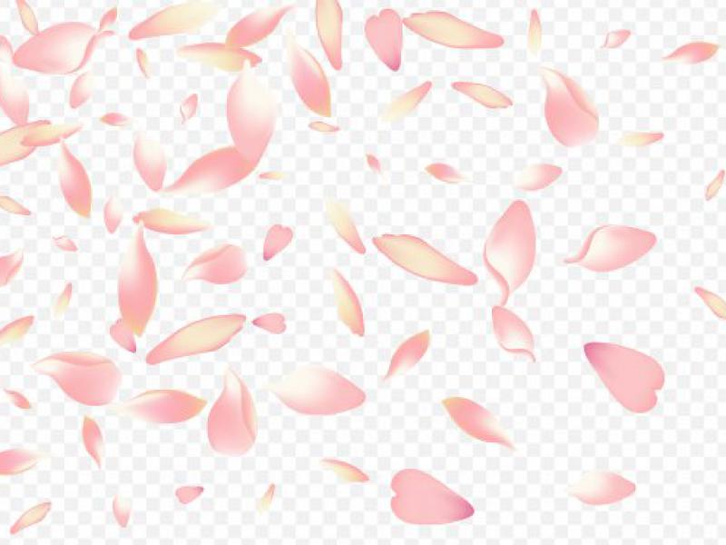 دانلود-طرح-لایه-باز-وکتور-زیبای-گلبرگ-پراکنده-طراحی