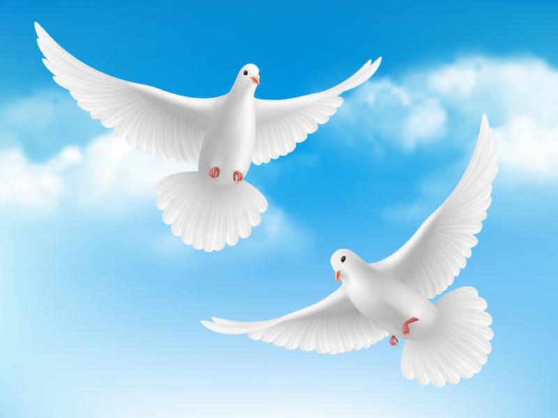 دانلود-طرح-لایه-باز-وکتور-زیبای-پرنده