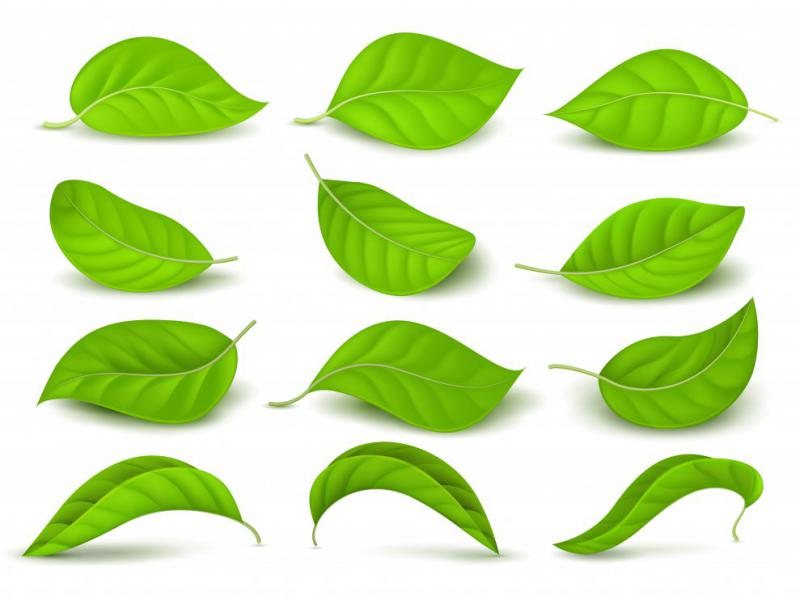 دانلود-لایه-باز-آیکن-برگ