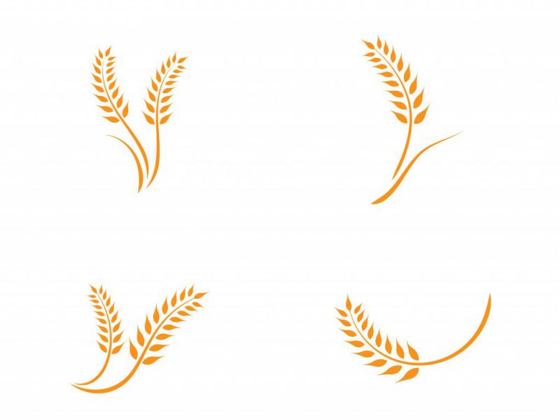دانلود-طرح-لایه-باز-گندم