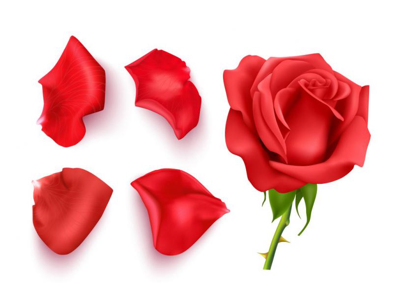 دانلود-طرح-لایه-باز-گل-رز