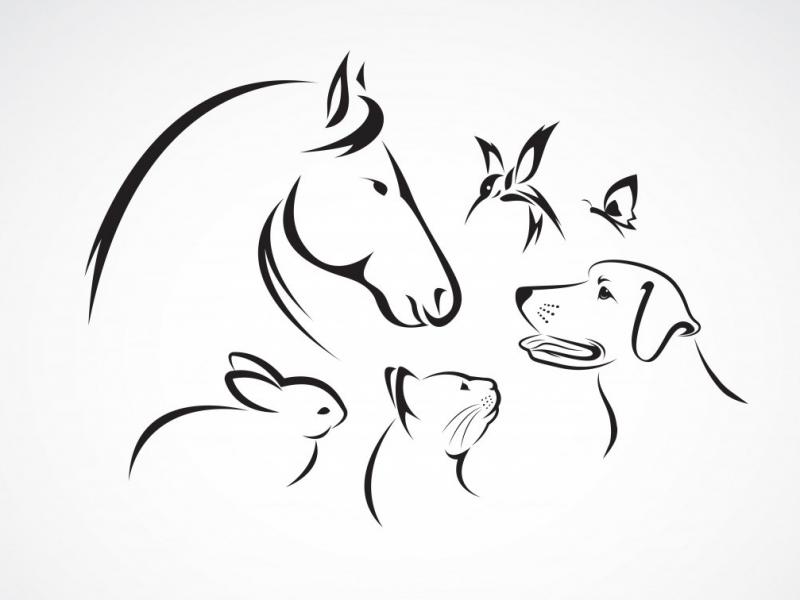 دانلود-طرح-لایه-باز-فوق-العاده-زیبای-حیوانات