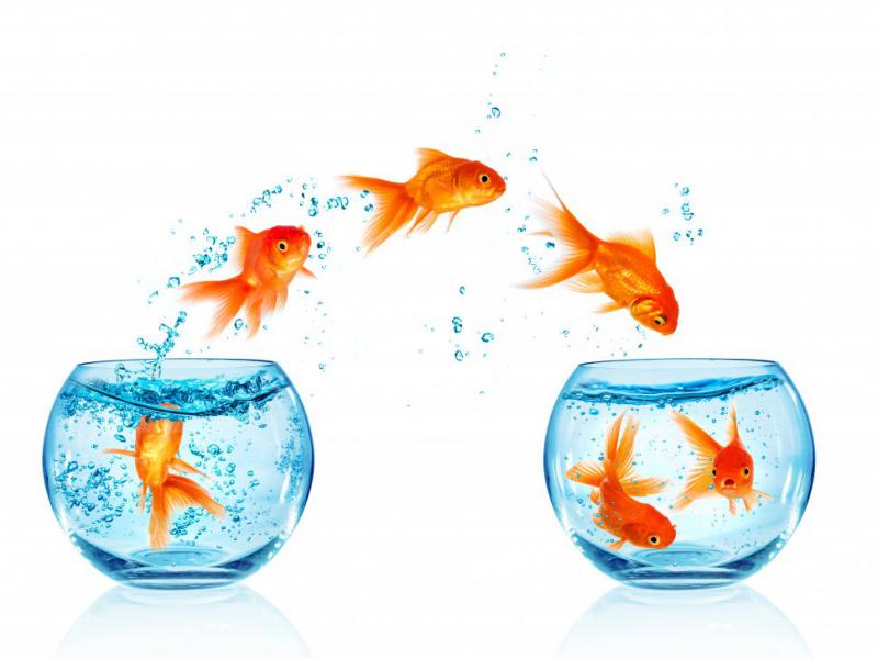 دانلود-عکس-با-کیفیت-عالی-تنگه-ماهی