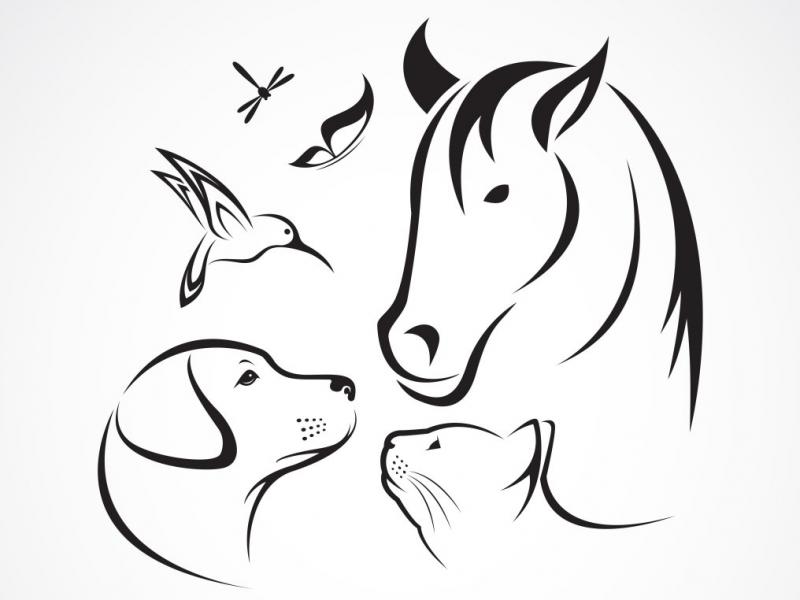 دانلود-طرح-لایه-باز-فوق-العاده-زیبای-حیوانات