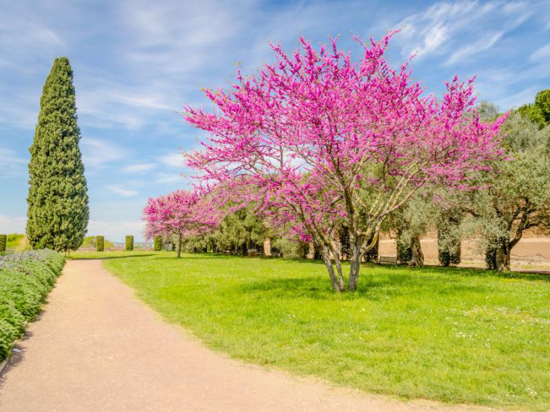 دانلود-عکس-با-کیفیت-عالی-گلهای-طبیعی-زیبا