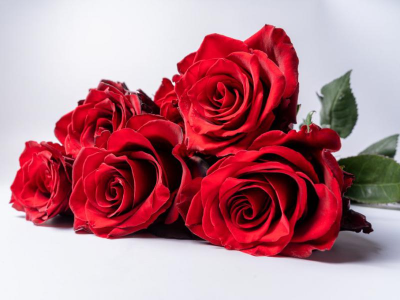 دانلود-عکس-با-کیفیت-عالی--گل-رز