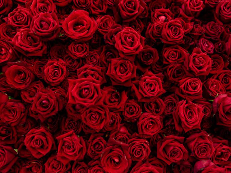 دانلود-عکس-با-کیفیت-عالی-پس-زمینه-مدرن-زیبای-گل-رز