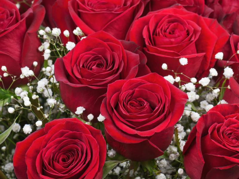 دانلود-عکس-با-کیفیت-عالی--گل-رز