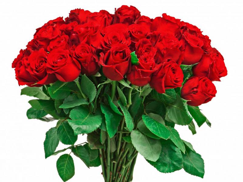 دانلود-عکس-با-کیفیت-عالی--گل-رز