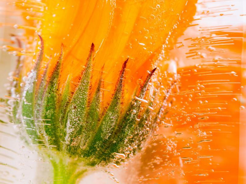 دانلود-عکس-با-کیفیت-عالی-گل