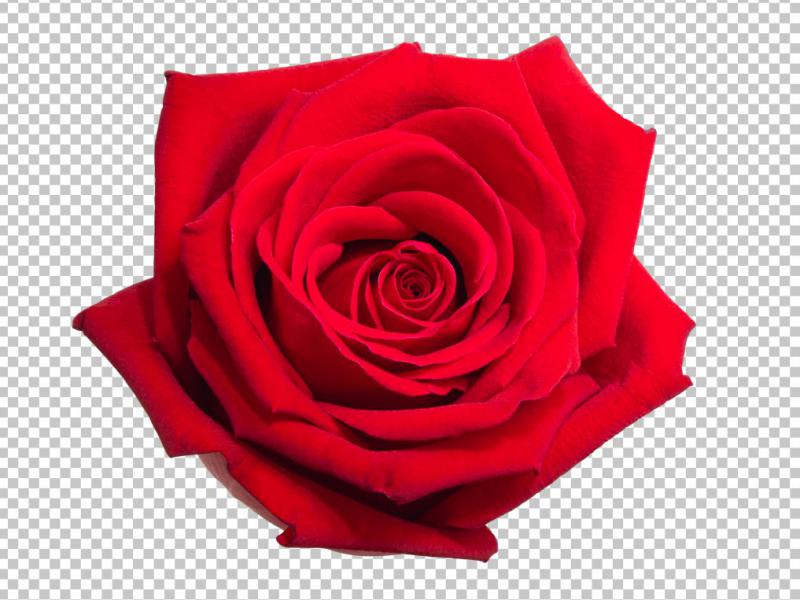 دانلود-عکس-با-کیفیت-عالی-گل