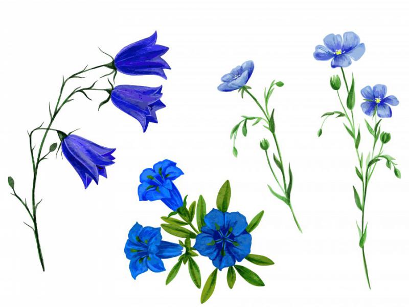 دانلود-طرح-لایه-باز-وکتور-مجموعه-ای-بی-نظیر-از-گلها