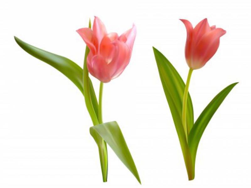 دانلود-طرح-لایه-باز-وکتور-مجموعه-ای-بی-نظیر-از-گلها