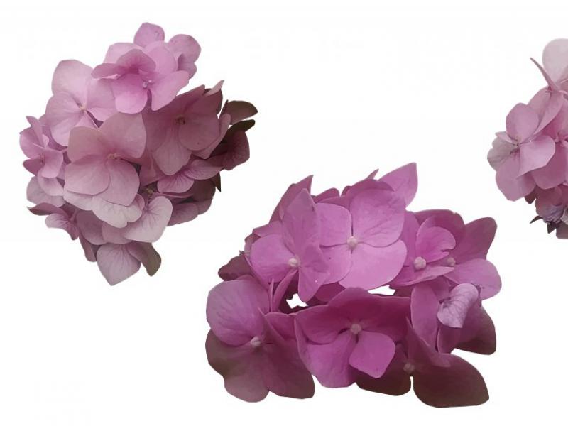دانلود-طرح-لایه-باز-وکتور-مجموعه-ای-بی-نظیر-از-گلها
