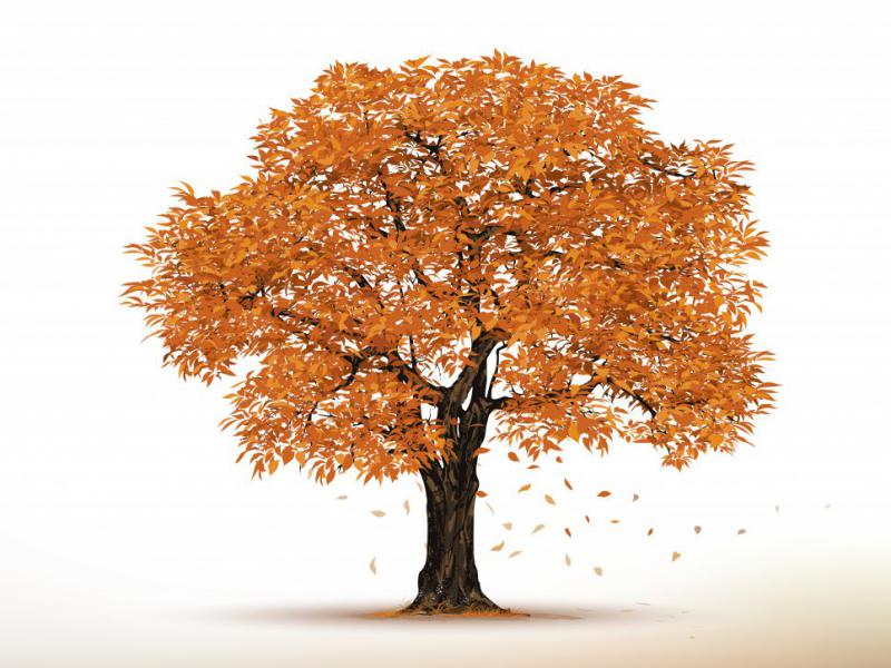 دانلود-طرح-لایه-باز-درخت-پائیزی