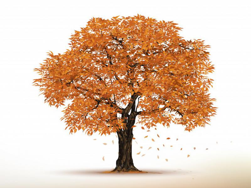 دانلود-طرح-لایه-باز-درخت-پائیزی