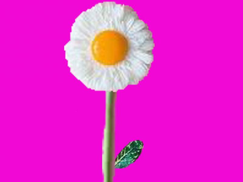 عکس-گل-نیمرویی