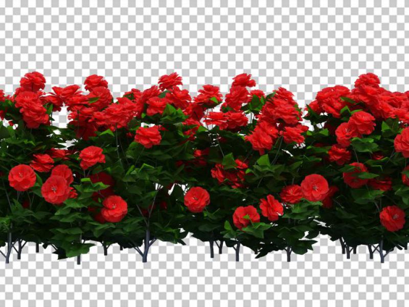 دانلود-عکس-با-کیفیت-عالی-بوته-گل