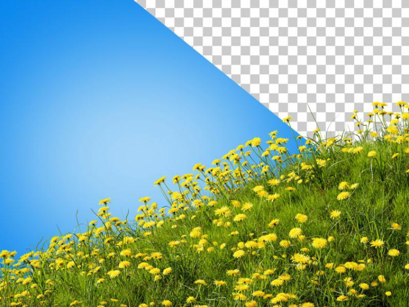 دانلود-عکس-با-کیفیت-عالی-بوته-گل