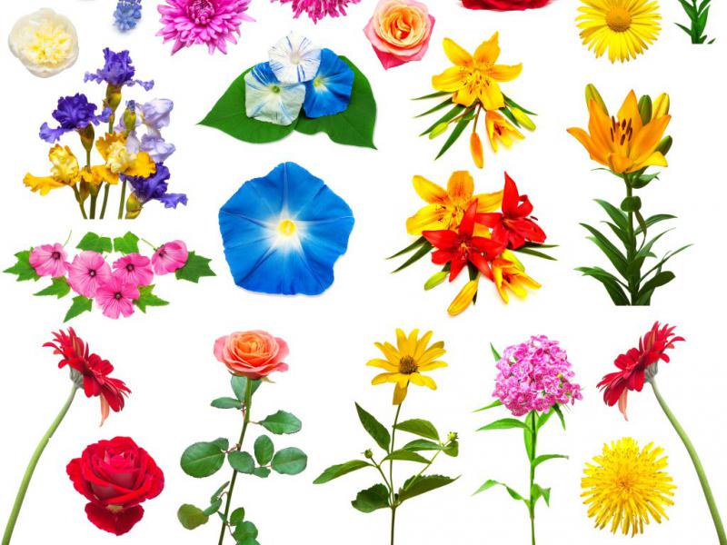 دانلود-عکس-با-کیفیت-عالی-مجموعه-بی-نظیر--گلهای-رنگارنگ