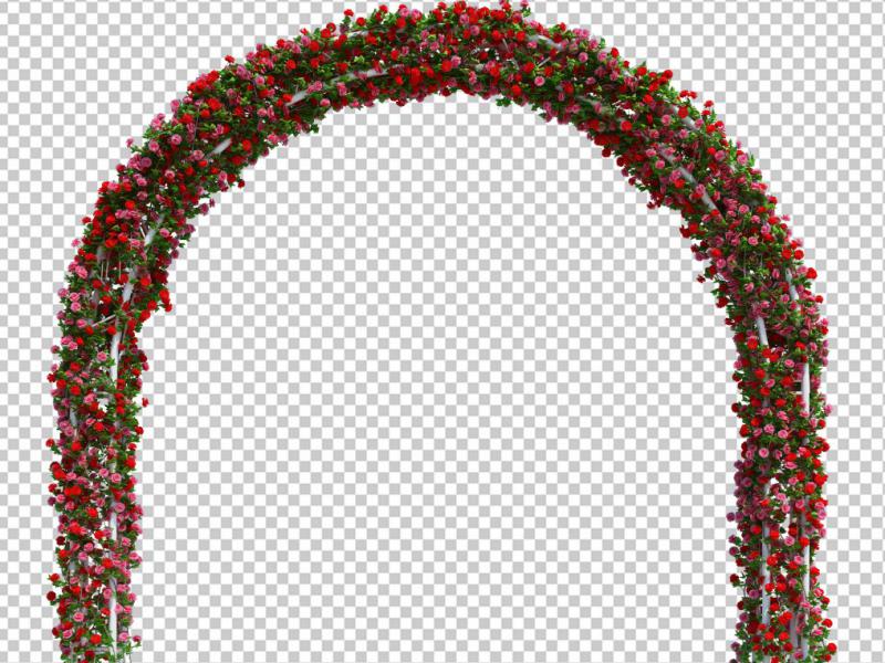 دانلود-عکس-با-کیفیت-عالی-بوته-گل