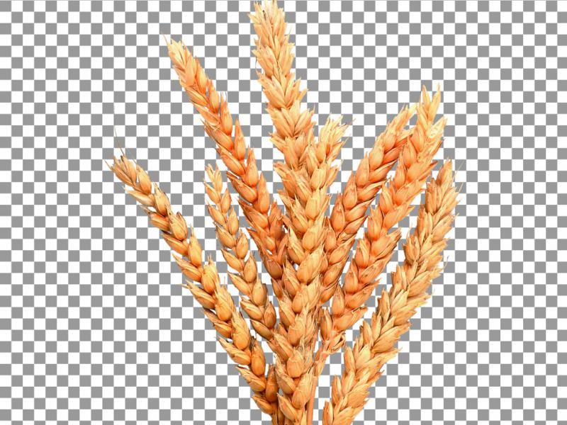 دانلود-طرح-لایه-باز-گندم