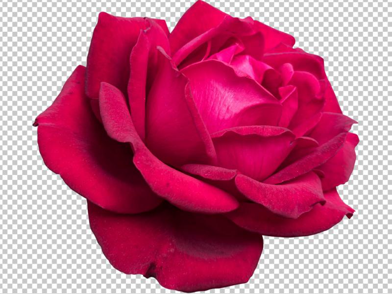 دانلود-عکس-با-کیفیت-عالی-رز-سرخ
