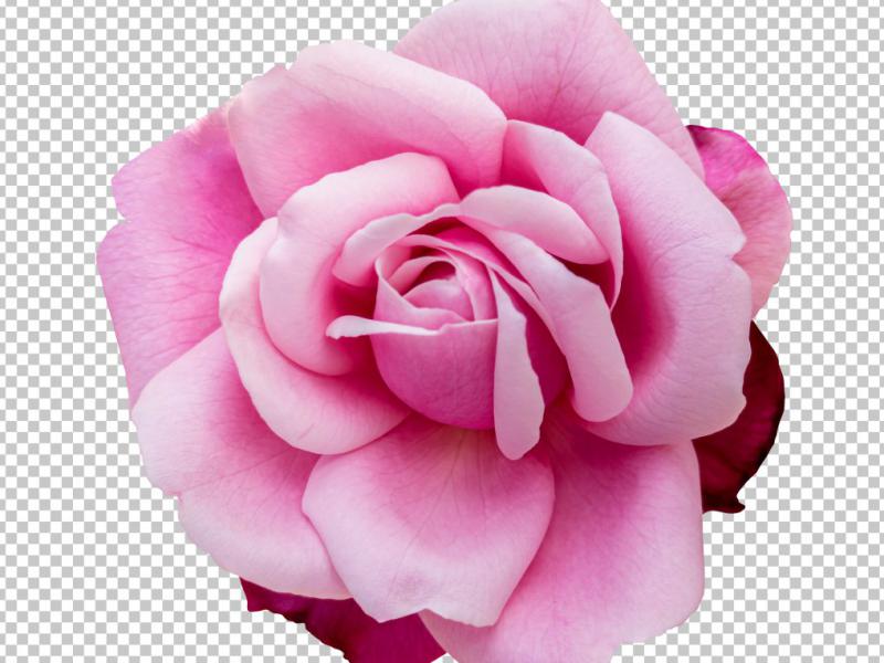 دانلود-عکس-با-کیفیت-عالی-رز-صورتی