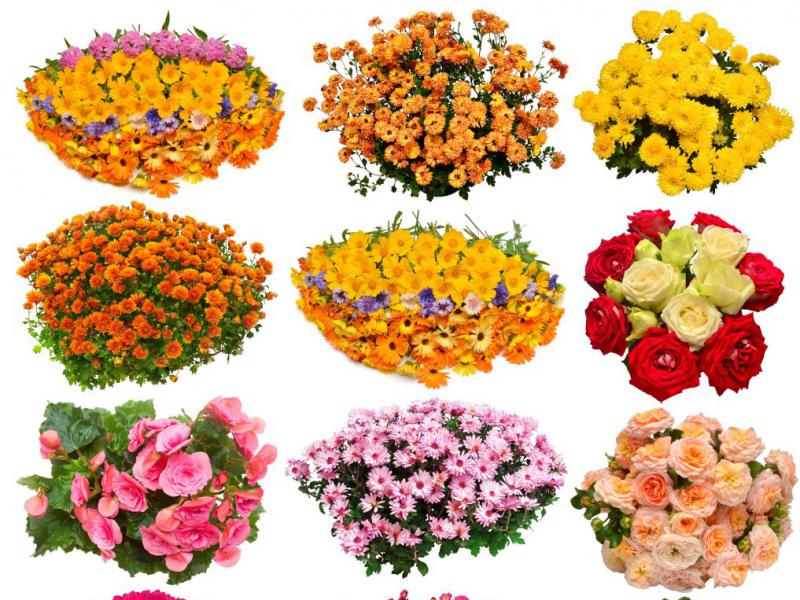 دانلود-عکس-با-کیفیت-عالی-مجموعه-گل-های-بهار