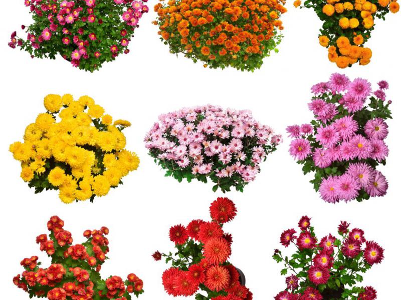 دانلود-عکس-با-کیفیت-عالی-مجموعه-گل-های-بهار